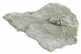 Prone Flexicalymene Trilobite - Mt Orab, Ohio #201130-1